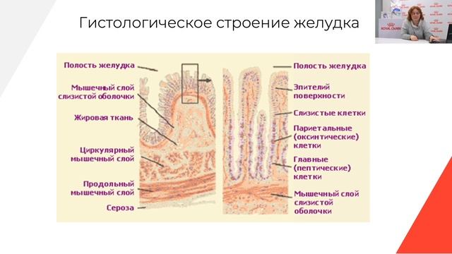 Пищеварительная система кошки