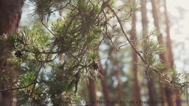 Музыка, синхронизирующая ваши мозговые волны - научный прорыв! - Smallest Things In The Forest-[Audi