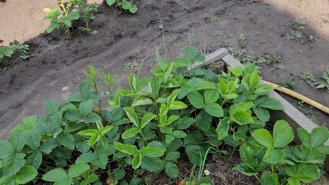 Клубничный рай на грядках: как растёт клубника на даче