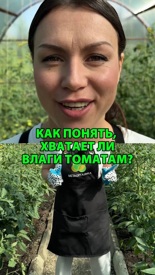 Как понять, хватает ли влаги томатам