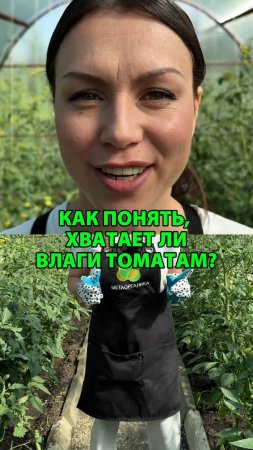Как понять, хватает ли влаги томатам