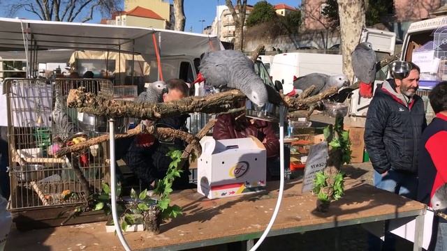 Португалия, Порту на птичем рынке. (2)