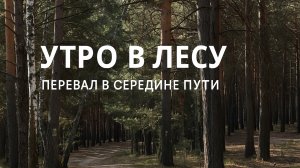 Утро в лесу