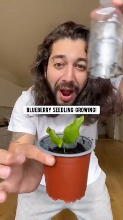 How to grow Blueberries with a blueberry from the supermarket | creative explained