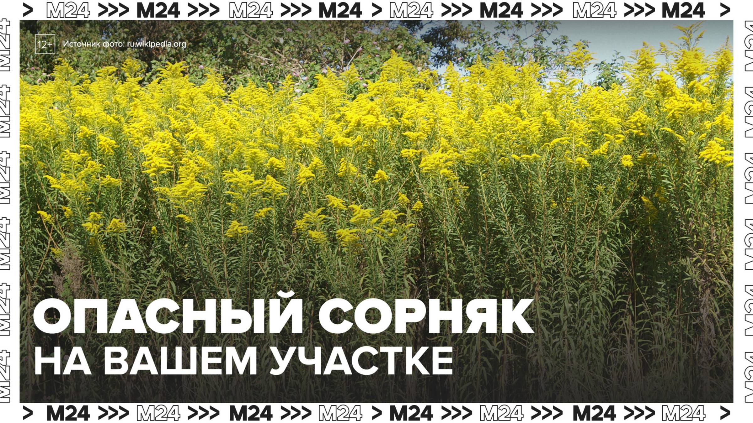 Опасные для здоровья сорняки чаще стали появляться на дачных участках - Москва 24