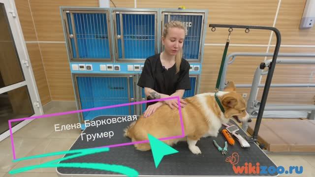 Экспресс-линька корги