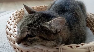 Кошачий стресс