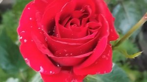 Хорошего дня!