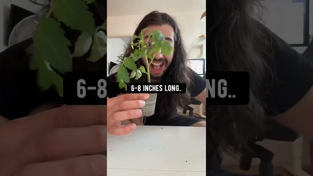 Baby Tomatoes | creative explained