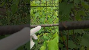 Услуги на винограде.
Саженцы винограда в ЛНР.