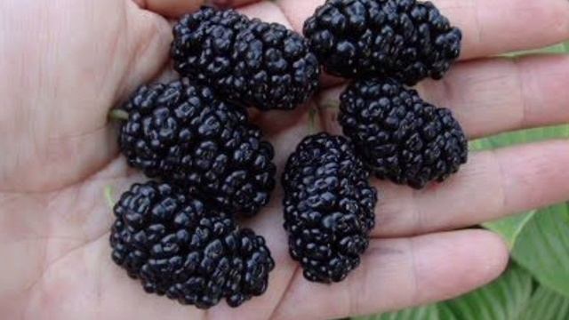 шелковичная прогулка смотреть онлайн