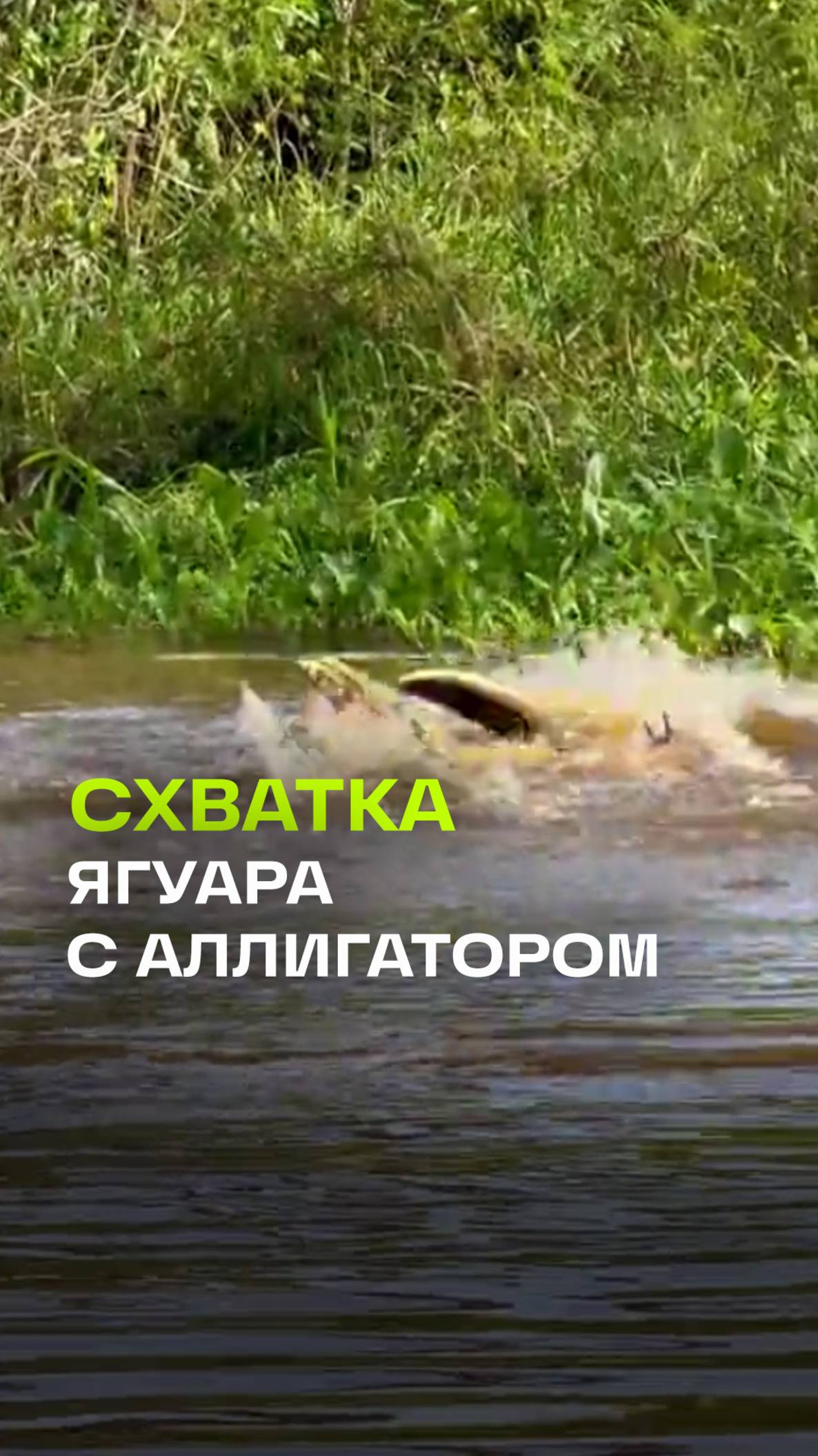 Ягуар напал на аллигатора в Бразилии
