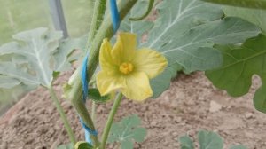 Опыление арбузов в теплице.