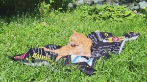 Коты на пляжном отдыхе. Cats on a beach vacation