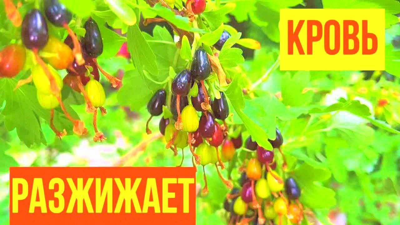 СЕСТРЕ 70 лет, но выглядит на 30! Секрет в этом натуральном средстве для ЖКТ – пьёт всего 2 раза