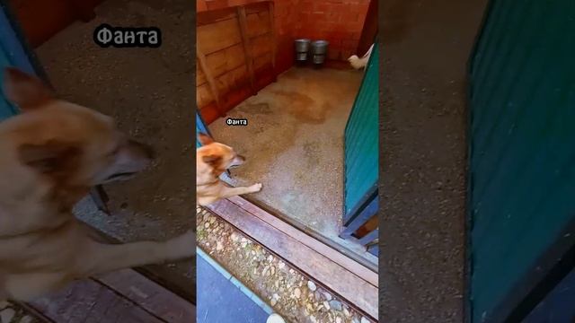 "Будничные заботы старшей стаи" ❥ Приют в Малинках