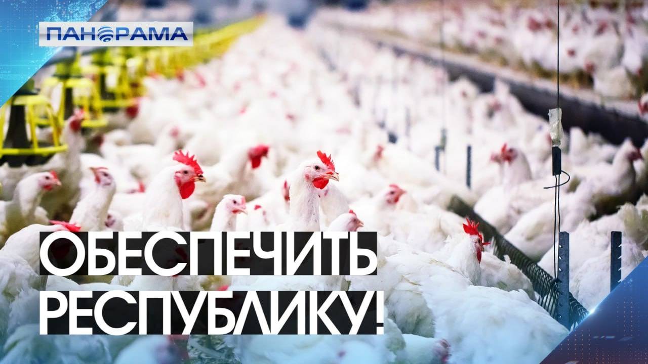 «Роз-Агро» расправляет крылья: готовы обеспечить курицей всю Республику!Чего не хватает предприятию?