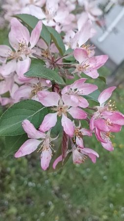 ЯБЛОНИ САКУРА The road of FLOWERS-the Life of a BEE ,жизнь ПЧЕЛЫ -дорога цветов