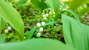 Звуки природы: Пение птиц, ландыши, красивый лес...