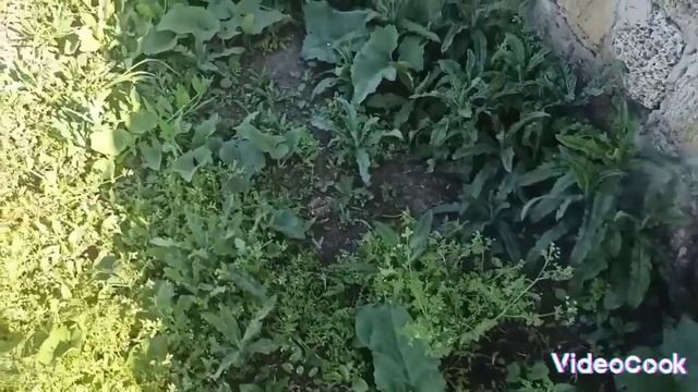 Сохрани рецепт и в твоём дворе не будет травы!  Лучшая отрава от травы!