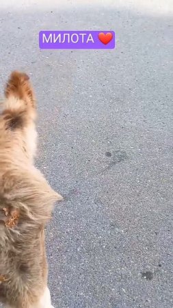 ПОГЛАДЬ МЕНЯ #видео #лучшее #милота #животные #популярное #осел