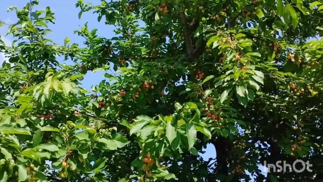 Молодой  оператор/испекли пиццу /как живут в русской деревне..
