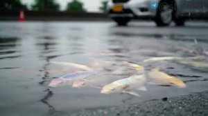 В Питере прошёл сильный дождь.