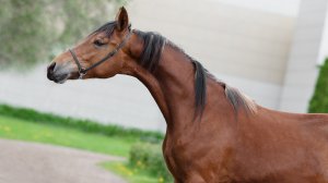 Богатая Фантазия, кобыла, орловский рысак 2024 г.р.