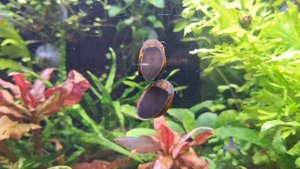 Аквариум. Улитки неретина.