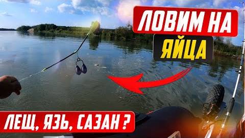 Рыбалка на яйца или кольцо / Можно ли поймать сазана на яйца?