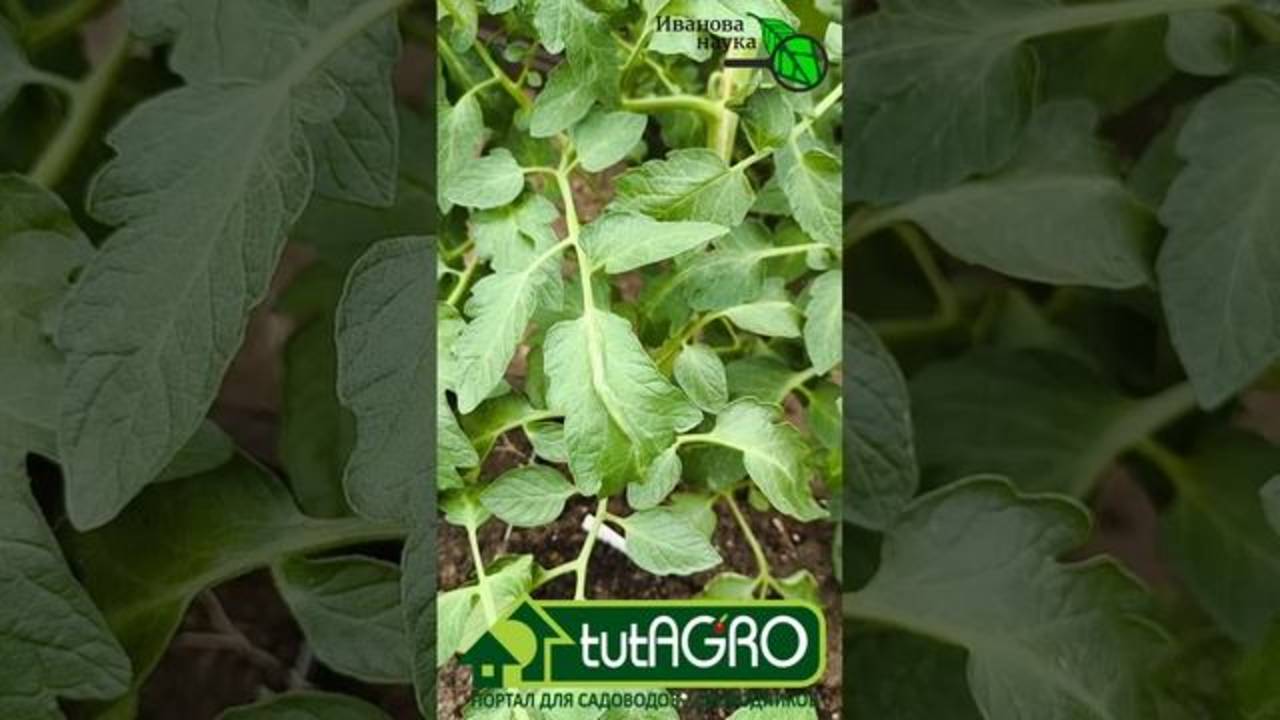 🚨 КАК ТОЛЬКО УВИДЕЛИ ТАКОЙ ЛИСТ У ТОМАТА - СРОЧНО ДЕЛАЙТЕ ЭТУ ПОДКОРМКУ! Кошачий коготь у томатов