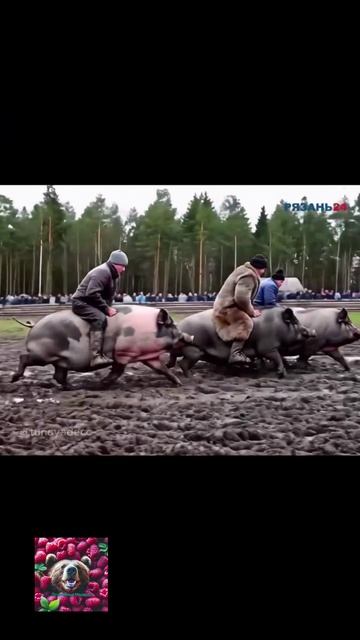 Свиносафари!