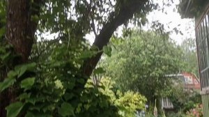 Дача 18.06.25 1часть. Пион, роза Morden Centennial, бузина Black Lace, лилии мартагоны