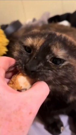 Это моя котлетка!