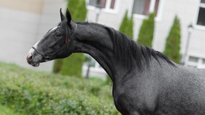 Гранма, кобыла орловской рысистой породы 2024 г.р.