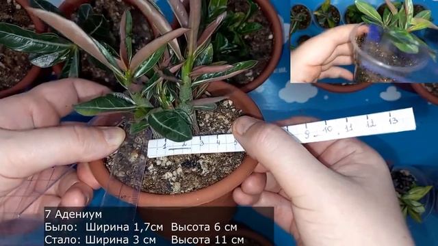 Адениум 3 месяца после посева