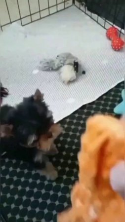 1000265246.mp4