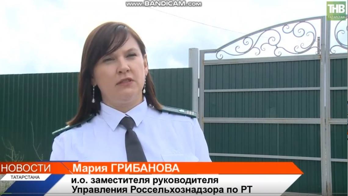 Почему населению нельзя игнорировать ввоз скота