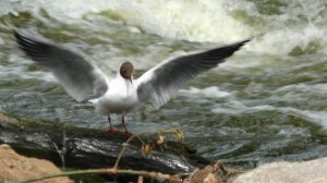 Разрушенная плотинка на р. Миасс