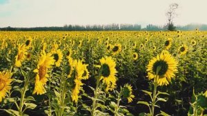 НАШ ДОМ - ЗЕМЛЯ  Песни Павла Егорова, сл О. Егоровой, И. Лебедевой