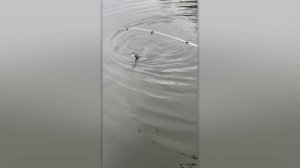 НЕВЕРОЯТНЫЕ СЛУЧАИ НА РЫБАЛКЕ, СНЯТЫЕ НА КАМЕРУ!