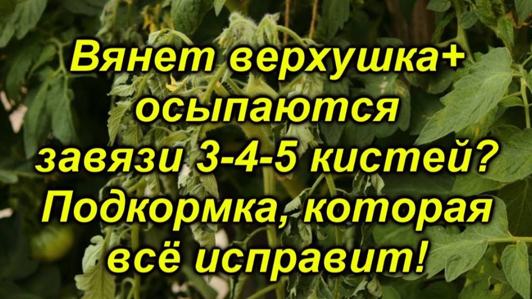🌿 Почему вянет макушка томатов в жару? Разбираем причины + решение!