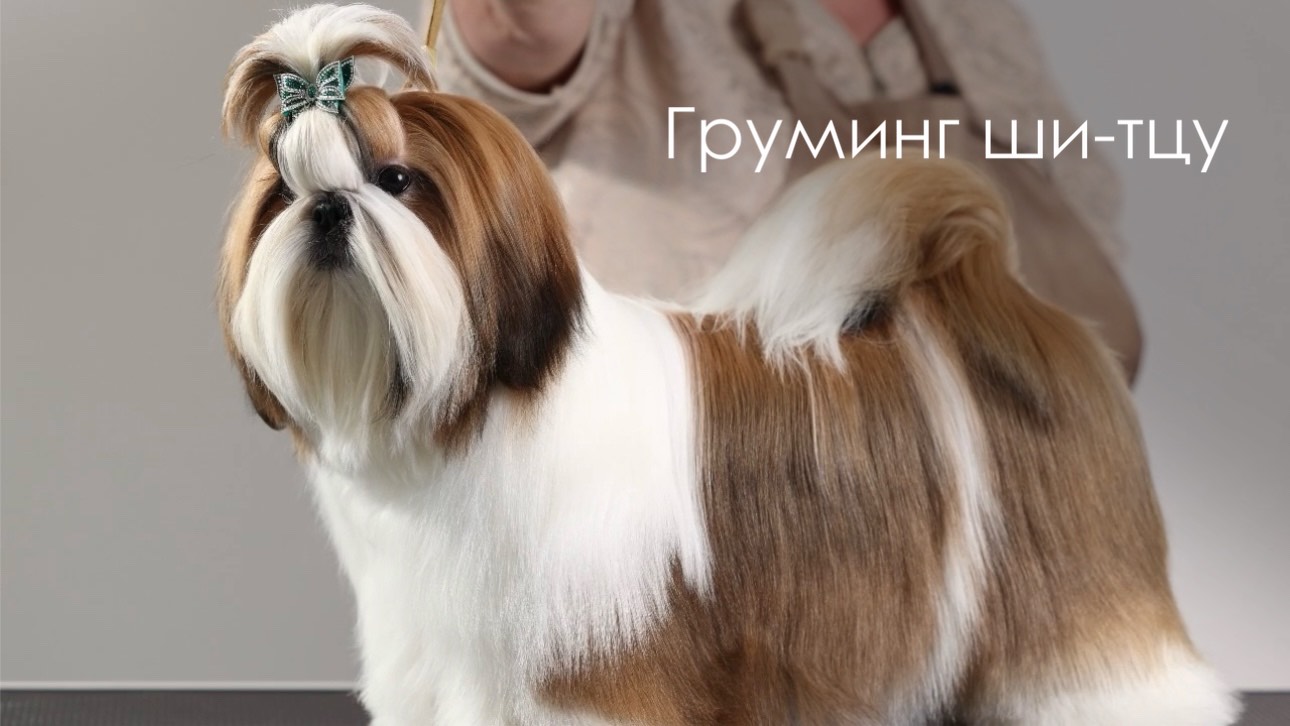Груминг ши-тцу с Анжеликой Немеровой на косметике «Свети»
