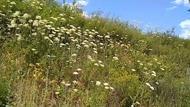 The road of FLOWERS-the Life of a BEE ,жизнь ПЧЕЛЫ -дорога цветов