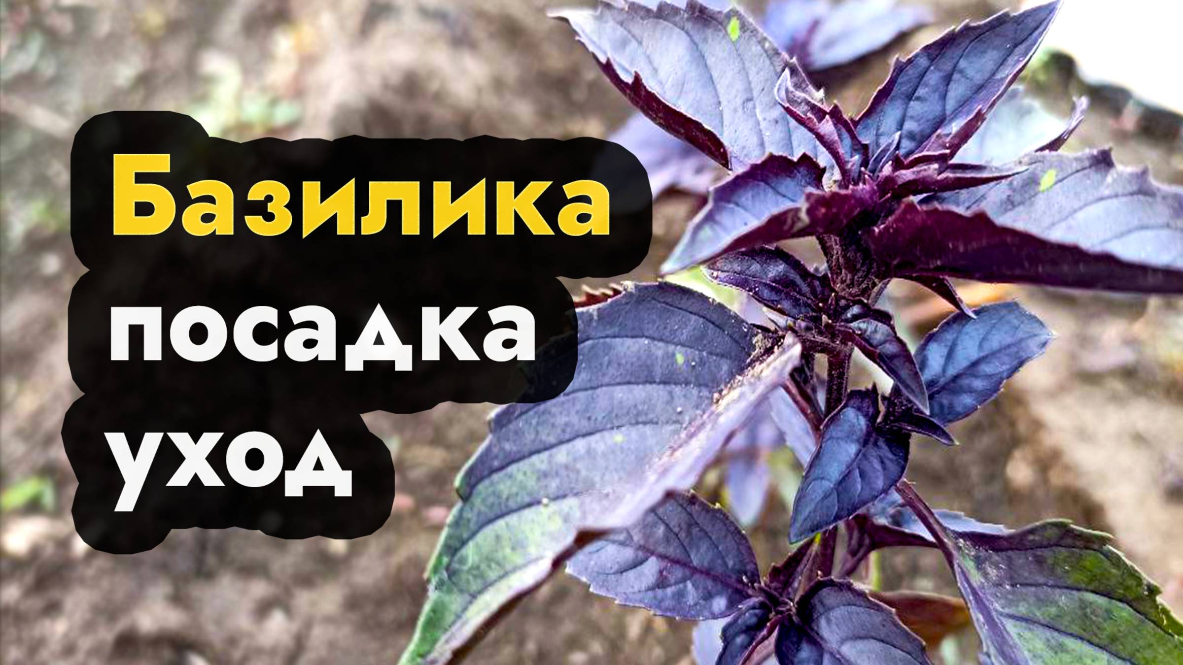 Базилик уход, посадка, удобрения, полив, прикормка и выращивание базилика на даче в Сибири и ДВ