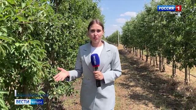 ВЕСТИ КРЫМ: выпуск 19.06.2025 09:30