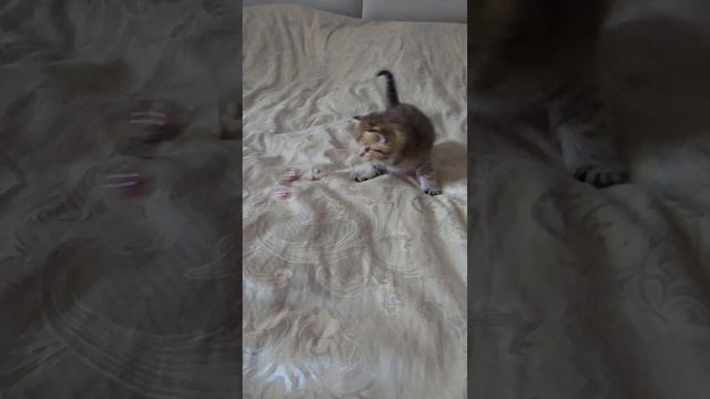 девочка манчкин килт страйт