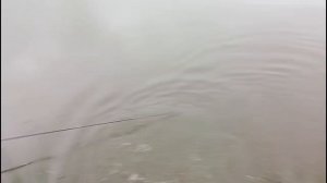 Светлые Горы Сом 19. 06.2025г.