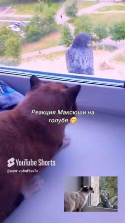 Охота кота Марсика)))💖🫶