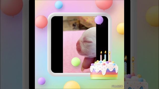 фр.бульдог 9.06.25г.р